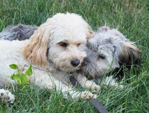 animals and mental health